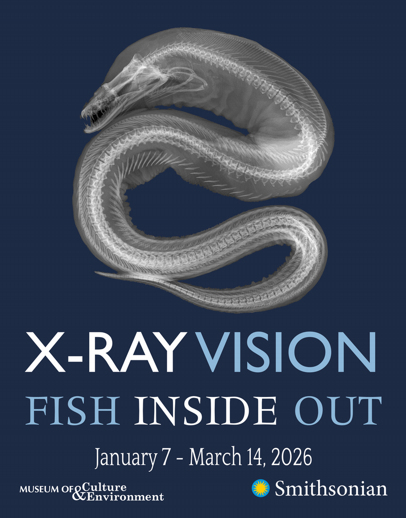 Viper Moray Moray eels are legendary predators on coral reefs. Note the second set of jaws in the “throat”; these are the gill arches, which are present in all fish. Gill arches support the gills, the major respiratory organ of fish. Radiograph by Sandra J. Raredon, Division of Fishes, National Museum of Natural History, Smithsonian Institution